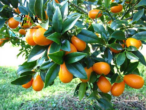 خواص شگفت انگیز میوه کامکواک